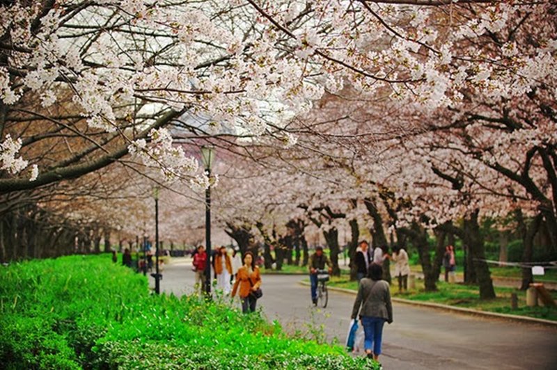 Tour du lịch Nhật Bản giá rẻ ngắm hoa anh đào 2019