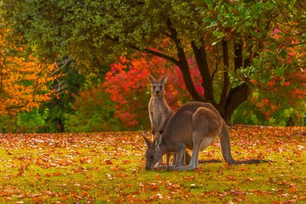 Mùa thu nước Úc lá cây dần chuyển màu sang đỏ rất thơ mộng