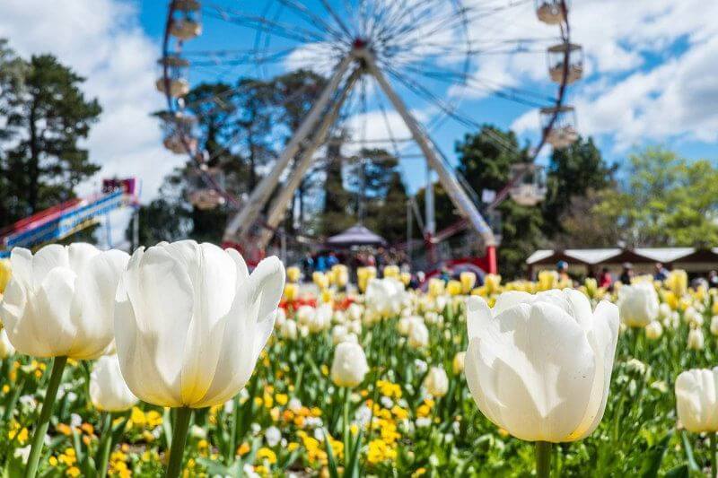 Mùa xuân ở Úc với lễ hội hoa vô cùng xinh đẹp