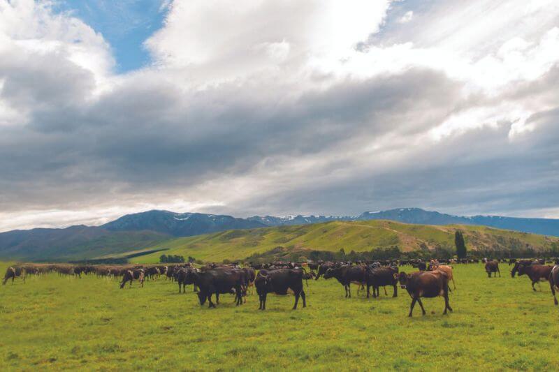 Khí hậu New Zealand tạo điều kiện thuận lợi cho chăn nuôi
