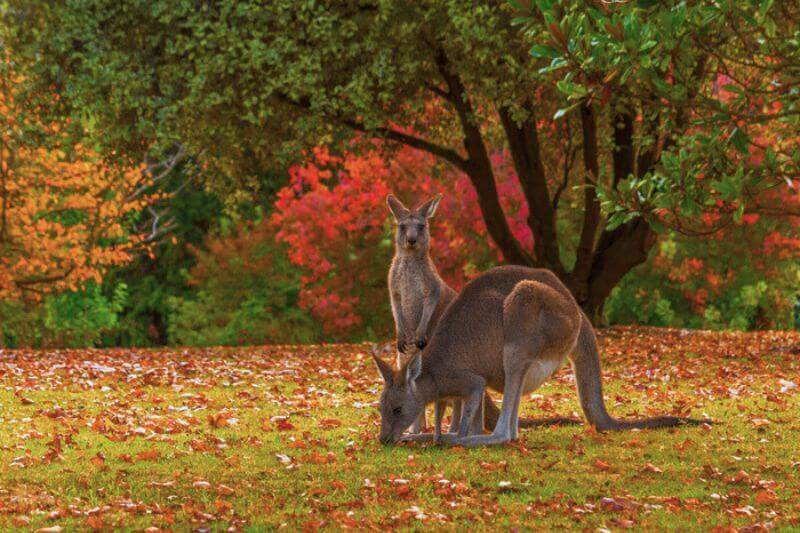 Cây lá chuyển sang màu rực rỡ vào mùa thu ở Úc