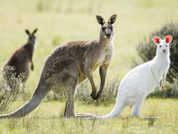 Châu Úc nổi tiếng với loài động vật quý hiếm