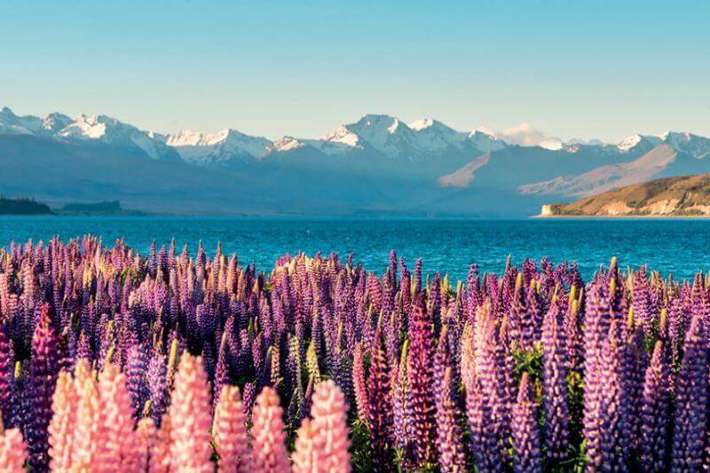 Mùa xuân ở New Zealand với muôn hoa đua nở