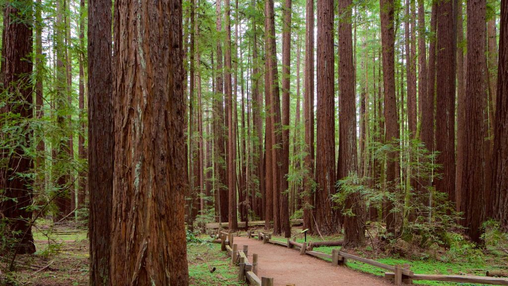 Rừng cây gỗ đỏ - Redwood
