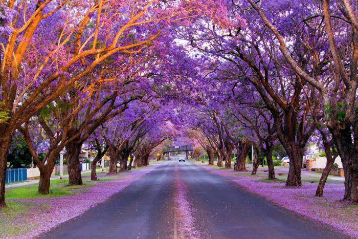 Say đắm trước sắc hoa mùa xuân đẹp đến nao lòng ở nước Úc