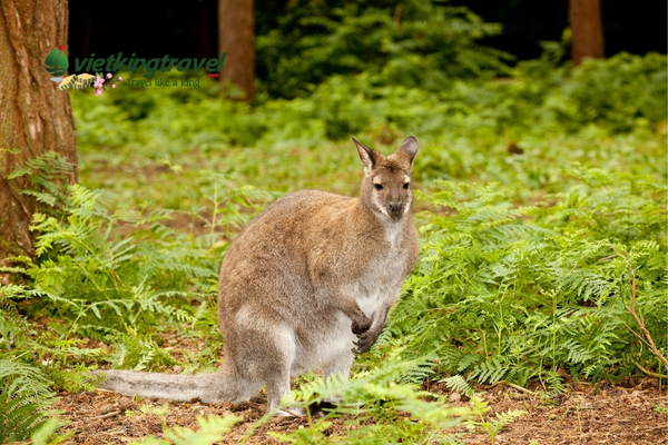 Wallaby họ hàng với Kangaroo