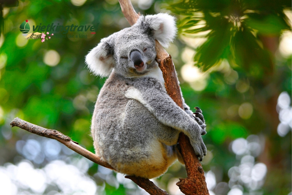 Koala dễ thương