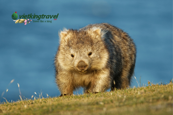 Hình dáng tròn trịa và đáng yêu của Wombats 