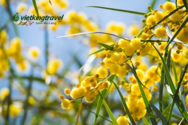 Golden Wattle là loài hoa biểu tượng nước Úc