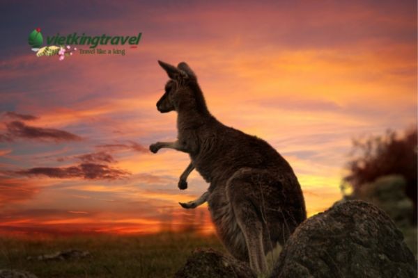 Kangaroo là loài động vật biểu tượng nước Úc