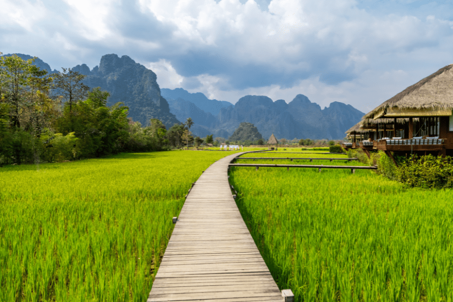 Đồng lúa Vang Vieng