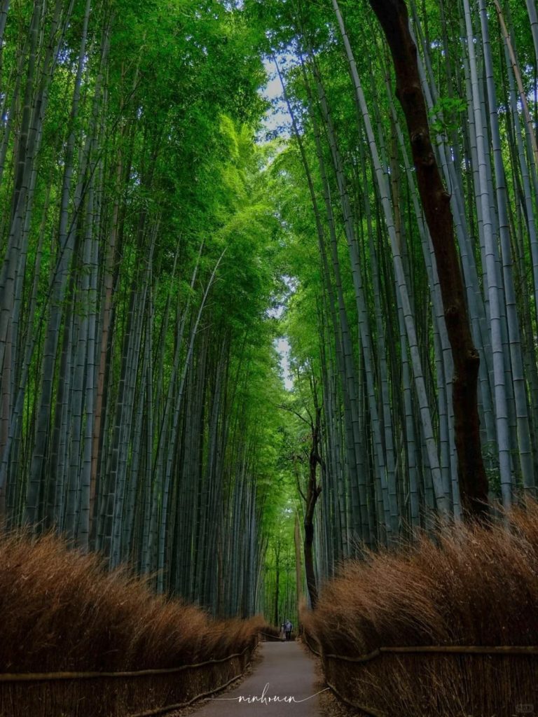Rừng tre Arashiyama