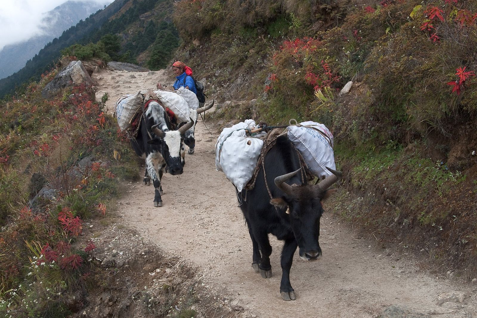 Đoạn dốc lên Namche Bazaar trên tuyến EBC, nơi người đi phải mang balo nhiều giờ