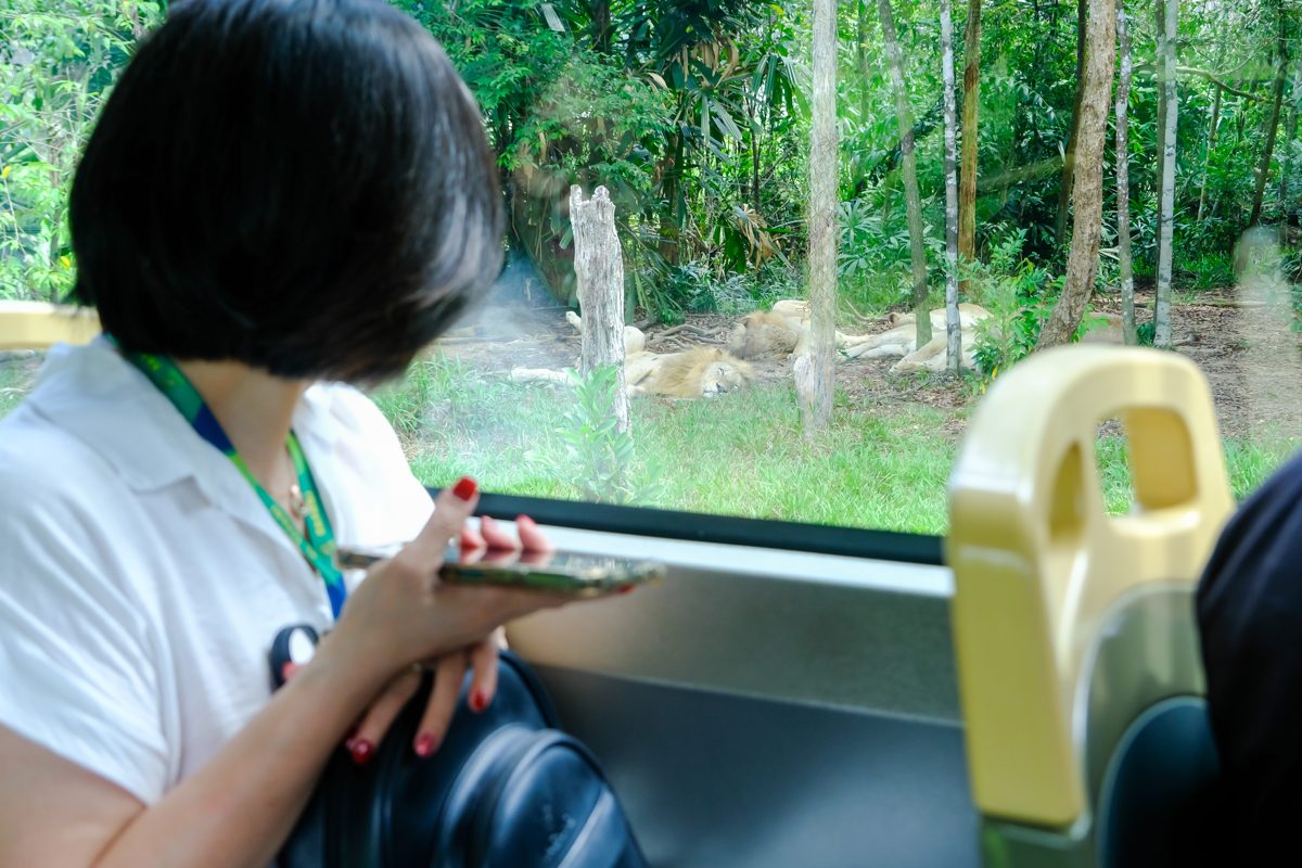 Vinpearl Safari, Phú Quốc, Việt Nam - Lịch mùa vụ Phú Quốc cả năm cho gia đình miền Bắc