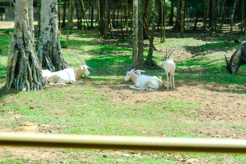 Vinpearl Safari, Phú Quốc, Việt Nam - ảnh thực tế Vietkingtravel